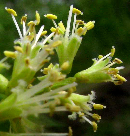 Mesquite, PROSOPIS GLANDULOSA, close-up of flowers