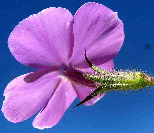 Prairie Phlox or Downy Phlox, PHLOX PILOSA, flower seen from below, showing hairy calyx
