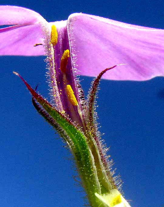 Prairie Phlox or Downy Phlox, PHLOX PILOSA, flower longitudinal section, showing stamens inserted at different levels on corolla tube
