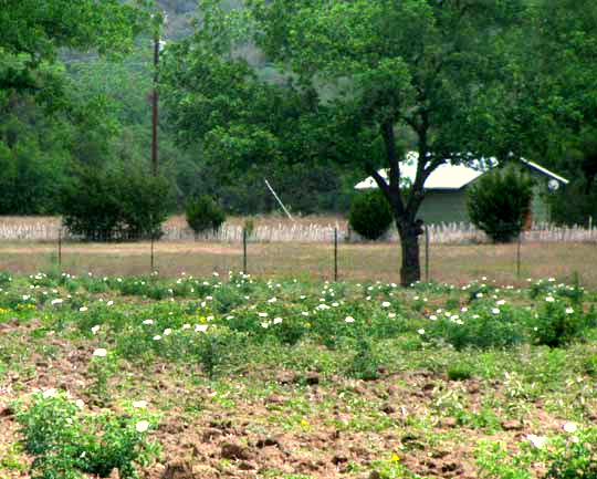 Texas Prickly Poppies, ARGEMONE AURANTIACA, in field