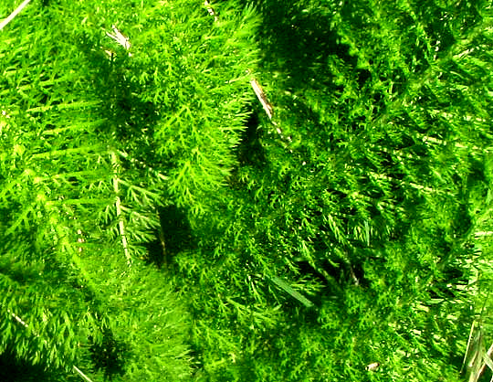 Yarrow, ACHILLEA MILLEFOLIUM, leaf close-up