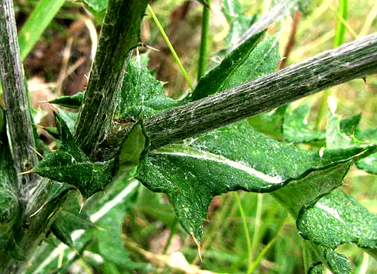 Texas Thistle, CIRSIUM TEXANUM, eared leaf base
