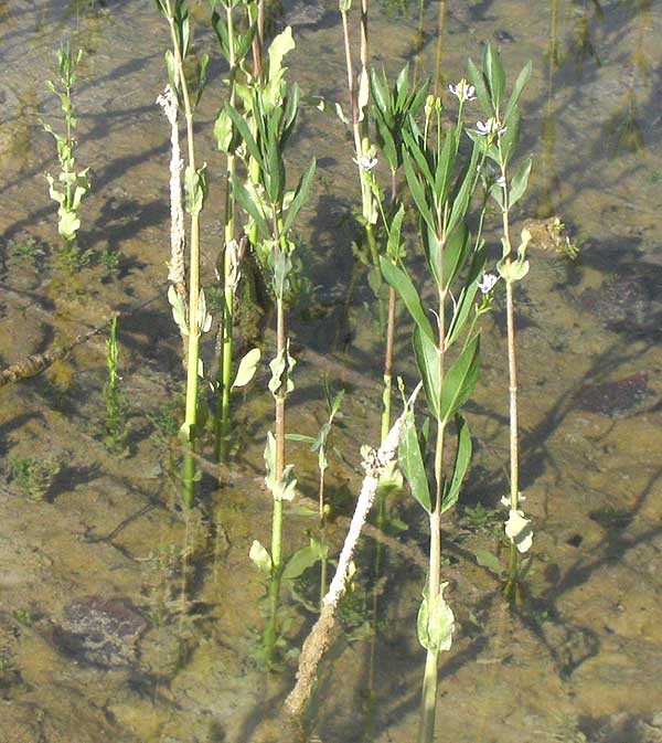 Water-willow, JUSTICIA AMERICANA