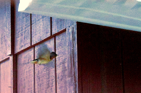 Barn Swallow, Hirundo rustica, visiting nest being built