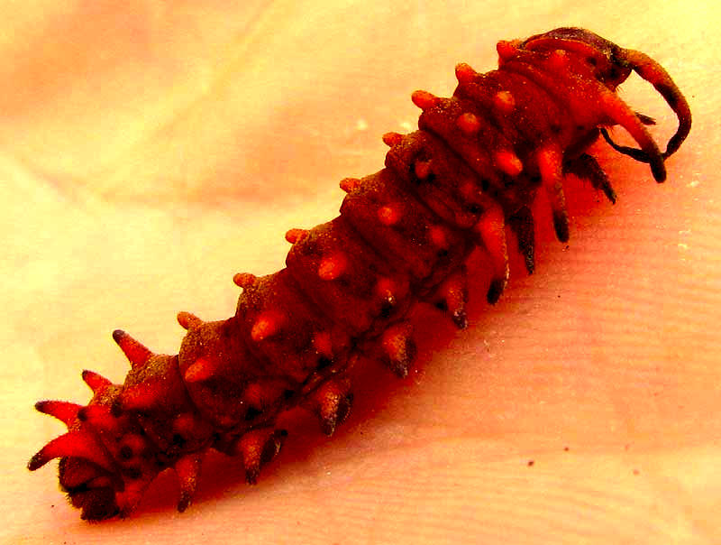 caterpillar of Pipevine Swallowtail, BATTUS PHILENOR