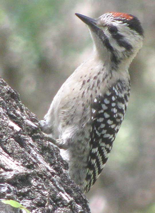 Ladder-backed Woodpecker , PICOIDES SCALARIS, juvenile