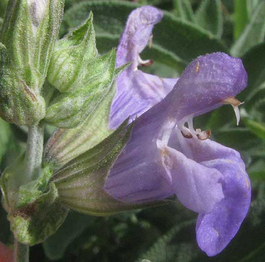 Garden Sage, Salvia, flower close-up