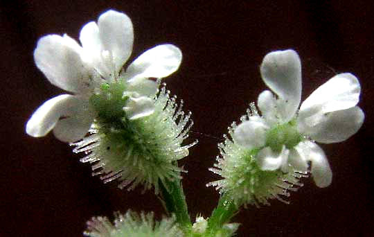 Hedge Parsley, TORILIS ARVENSIS, flower close-up showing spines on ovary