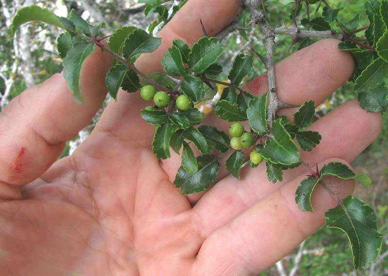 Tickletongue, ZANTHOXYLUM HIRSUTUM, leaves and fruits