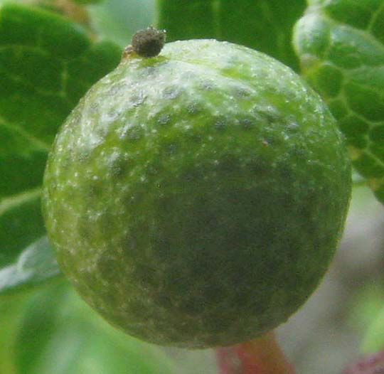 Tickletongue, ZANTHOXYLUM HIRSUTUM, fruit
