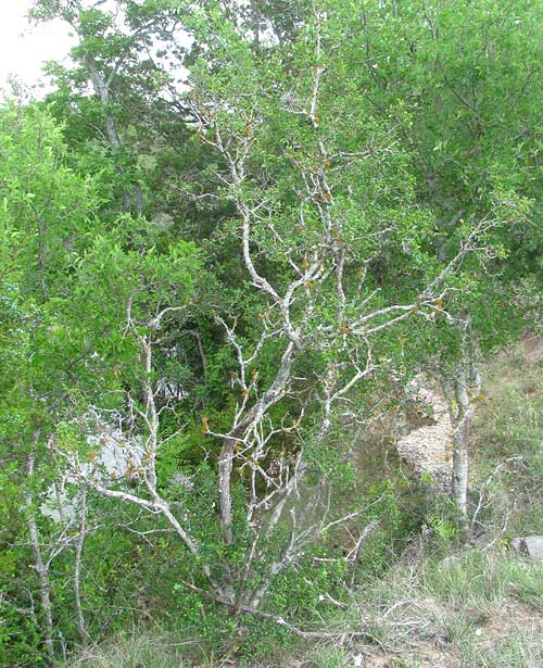 Tickletongue, ZANTHOXYLUM HIRSUTUM, tree growth form