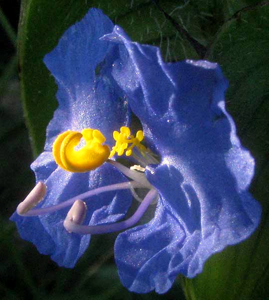 Whitemouth Dayflower, COMMELINA ERECTA, flower