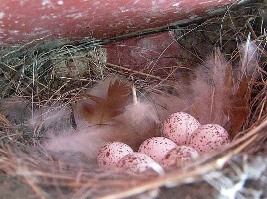 Barn Swallow, Hirundo rustica, eggs in nest