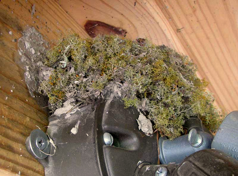Eastern Phoebe, SAYORNIS PHOEBE, nest made with lichens