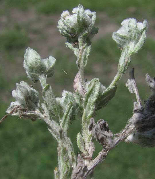 Spring Pygmycudweed, DIAPERIA VERNA, growth form