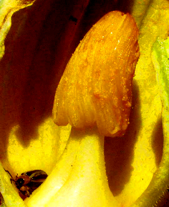 fused anthers of Yellow or Golden Zucchinni, CUCURBITA PEPO