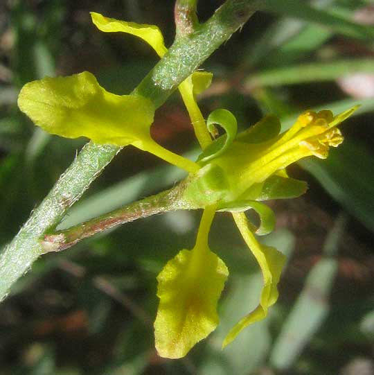 Narrow-leaf Goldshower, GALPHIMIA ANGUSTIFOLIA, flower