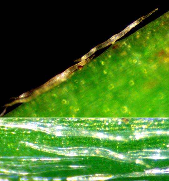 Narrow-leaf Goldshower, GALPHIMIA ANGUSTIFOLIA, malpighian or dolabriform hairs