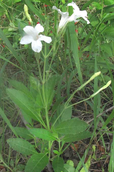 Wild White Petunia, RUELLIA METZIAE