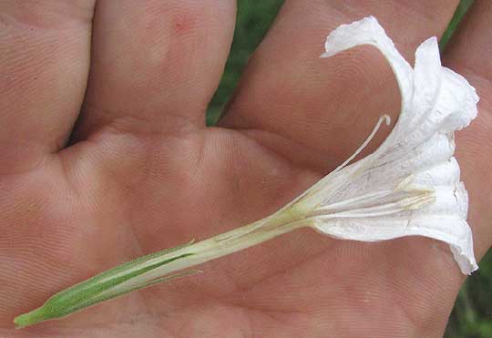 Wild White Petunia, RUELLIA METZIAE, longitudinal section of flower