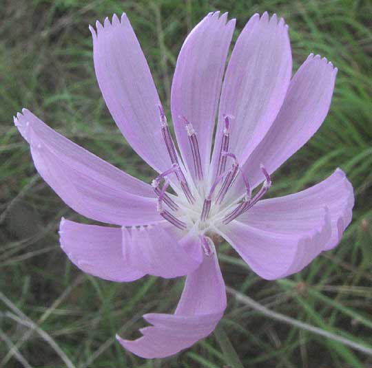 Texas Skeletonplant, LYGODESMIA TEXANA, flowering head