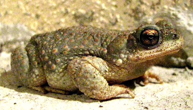 Red-spotted Toad, BUFO PUNCTATUS, side view