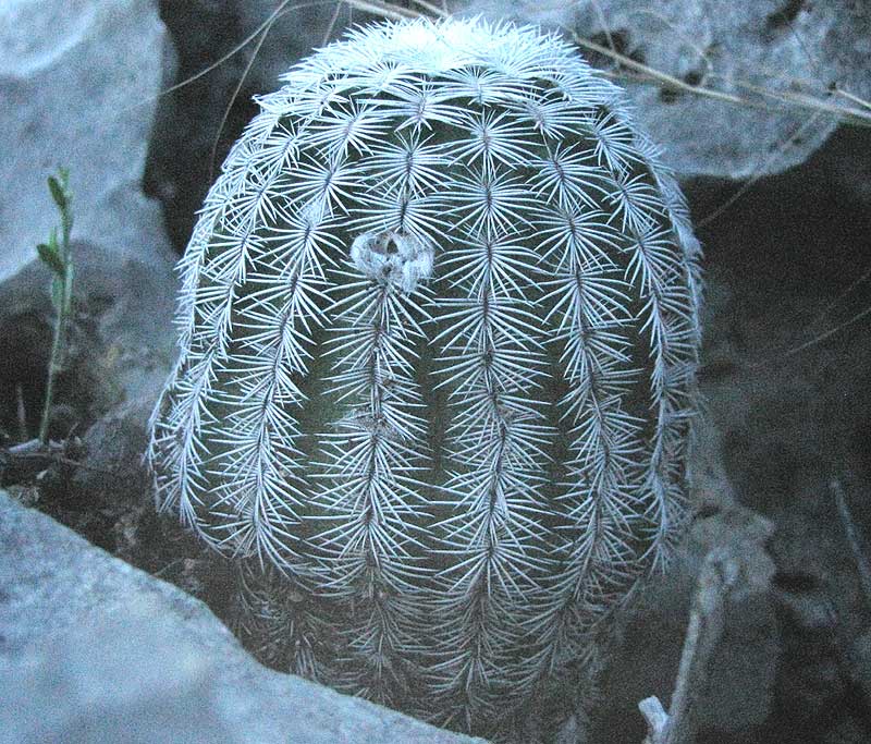 Lace Hedgehog Cactus, ECHINOCEREUS REICHENBACHII
