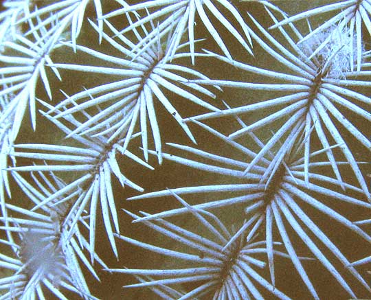 Lace Hedgehog Cactus, ECHINOCEREUS REICHENBACHII, spine clusters