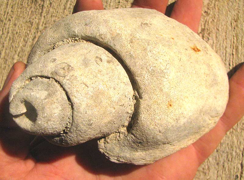 Lunatia fossil snail from Glen Rose Formation of lower Cretaceous