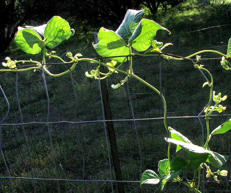 Green Beans, PHASEOLUS VULGARIS, vine with flowers, 'Kentucky Wonder'