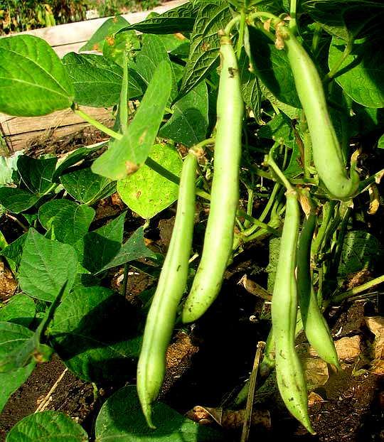 Green Beans, PHASEOLUS VULGARIS, cluster of legumes