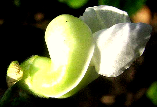 Green Beans, PHASEOLUS VULGARIS, flower
