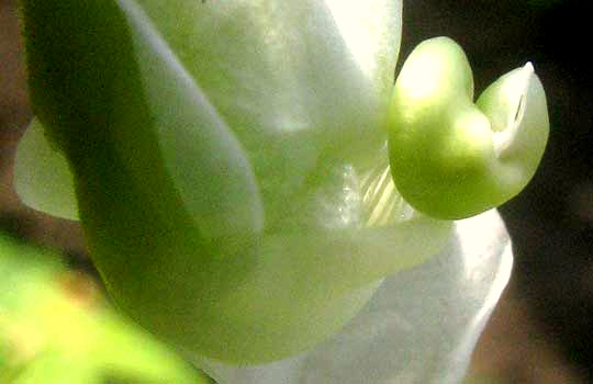 Green Beans, PHASEOLUS VULGARIS, spiraling keel of flower