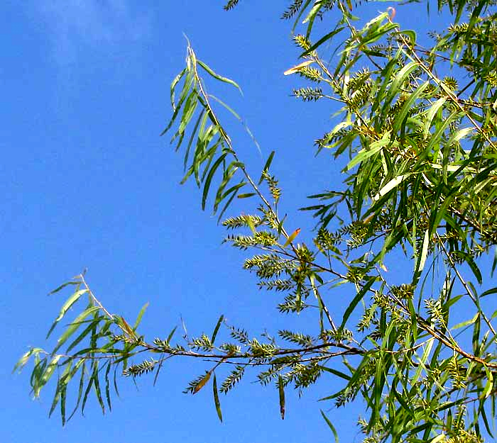 Black Willow, SALIX NIGRA, branch with leaves and fruits