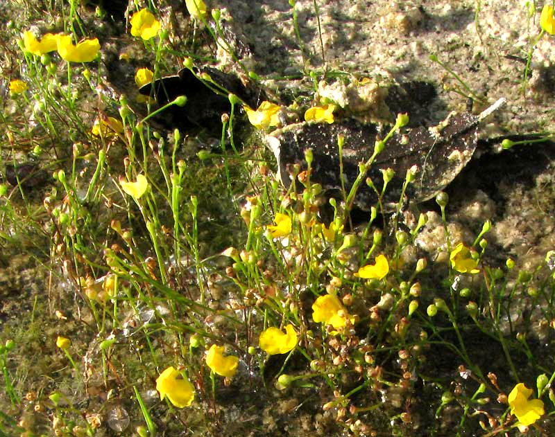 Bladderwort, UTRICULARIA GIBBA, flowering colony