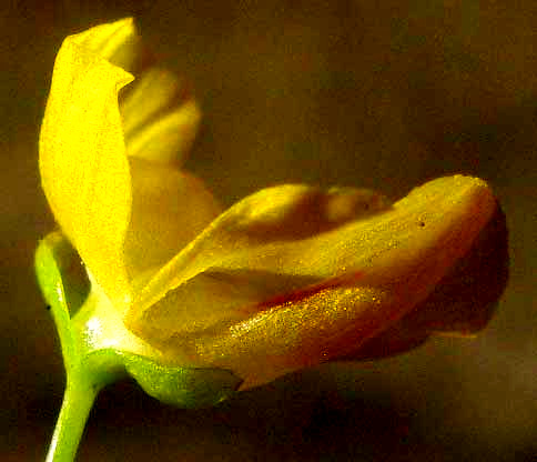 Bladderwort, UTRICULARIA GIBBA, flower with spur