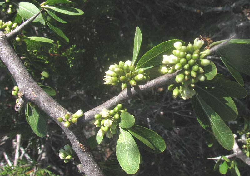 Gum Bumelia, SIDEROXYLON LANUGINOSUM, leaves and flowers