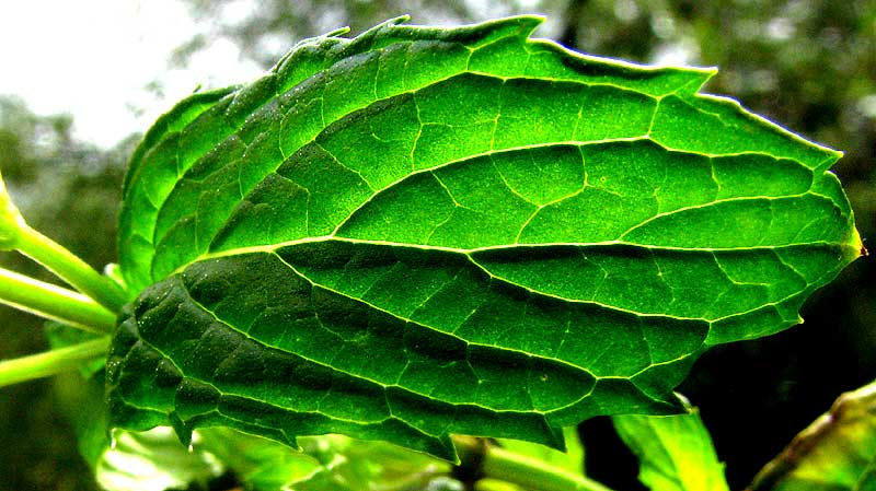 Leaf of Spearmint, Mentha spicata