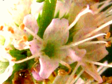 Spearmint, MENTHA SPICATA, flower