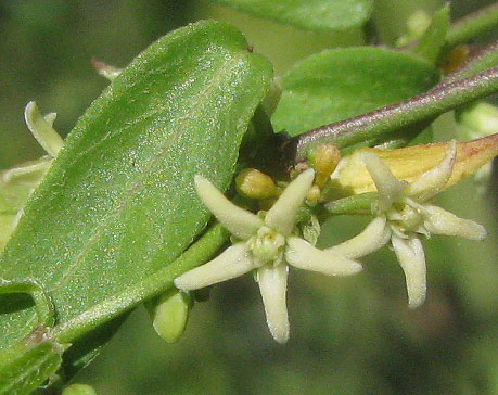 MacCart's Swallow-wort, CYNANCHUM MACCARTII, flower