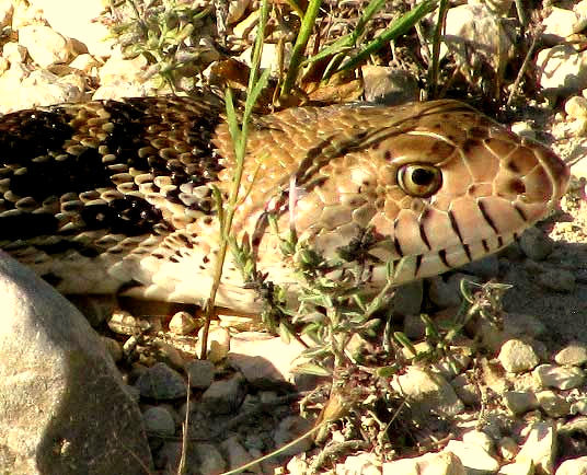 Gophersnake, PITUOPHIS CATENIFER, head