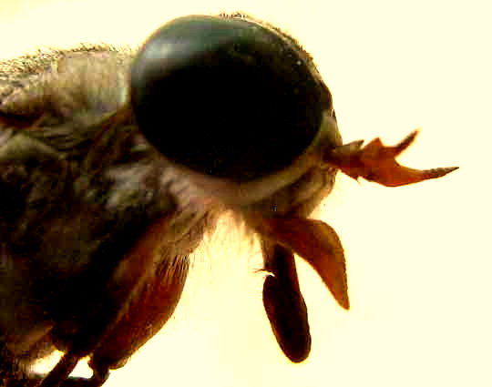 horsefly head