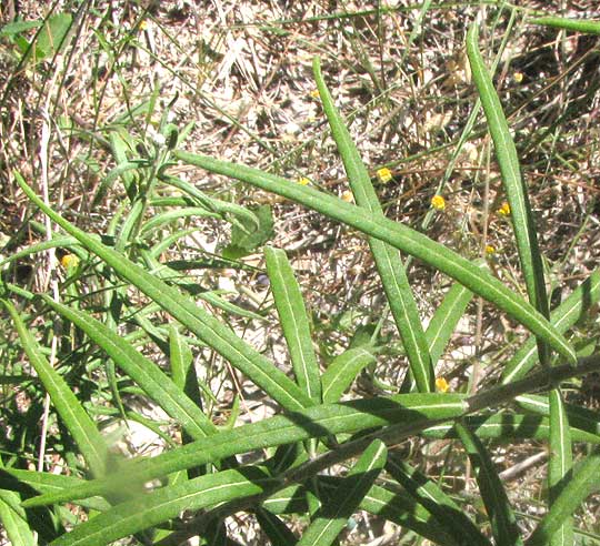 Woolly Ironweed, VERNONIA LINDHEIMERI, leaves