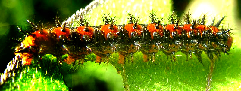 caterpillar of Bordered Patch, Chlosyne lacinia