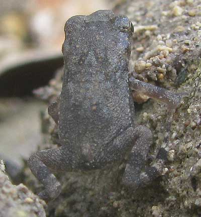 recently metamorphosed toad