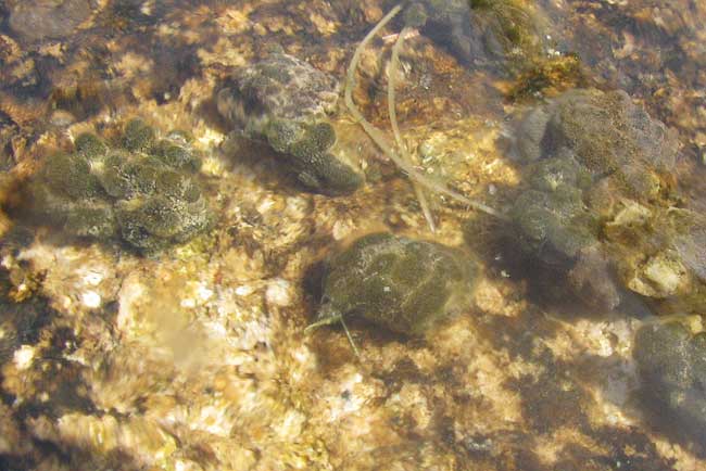 Freshwater Bryozoan, PLUMATELLA FUNGOSA