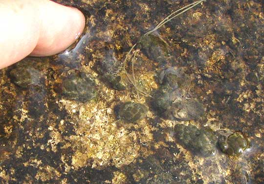 Freshwater Bryozoan, PLUMATELLA FUNGOSA