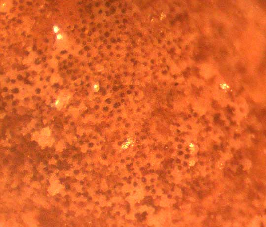 porus surface of Freshwater Bryozoan, PLUMATELLA FUNGOSA,  seen under dissecting scope