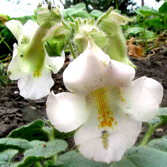 Devil's Claws, PROBOSCIDEA LOUISIANICA, flower from front