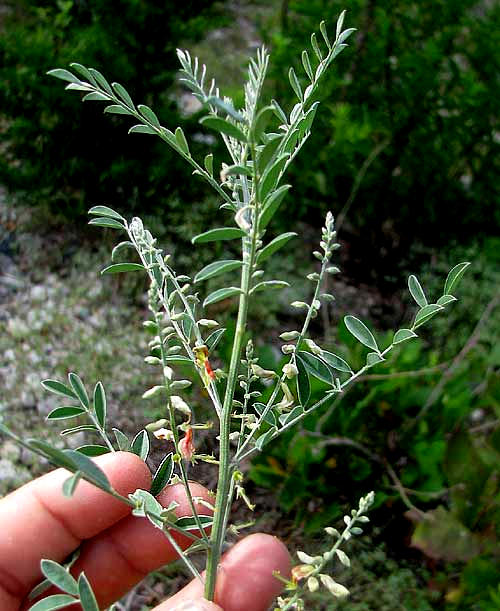 Lindheimer's Indigo, INDIGOFERA LINDHEIMERIANA, flowering stem